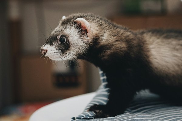 What Are the Best Practices for Introducing a New Ferret to an Existing Group?
